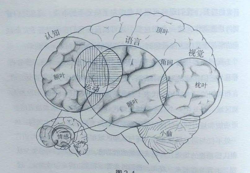 手机|脑科学最新研究：整天刷手机的孩子真的不会读书了