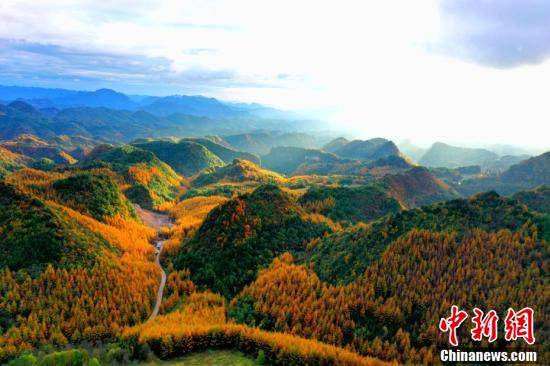 曾家山|川陕交界曾家山三万亩林海迎来浪漫红叶季