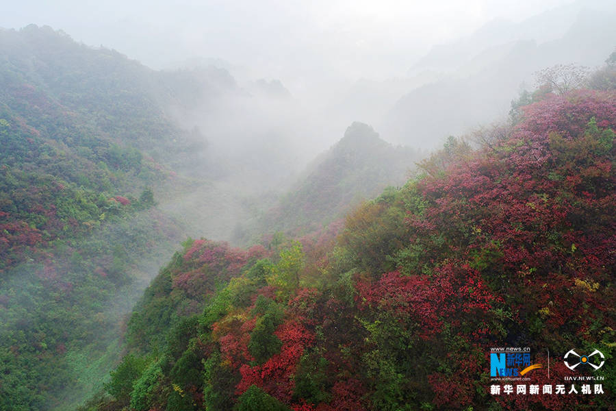 陈碧生|重庆：秋雨过后红叶美 绚丽秋景惹人醉