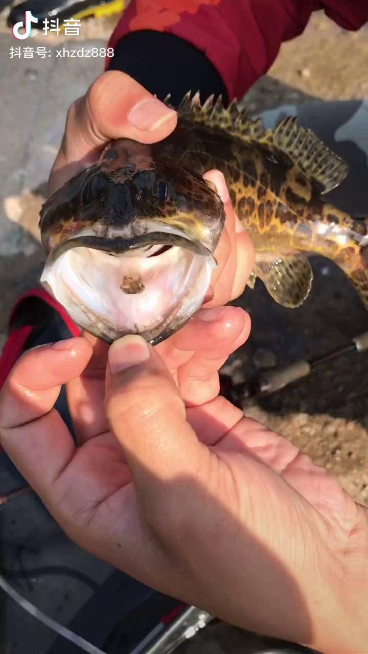 连州寻找斑鳜2路亚野钓连州路亚清远路亚路亚斑鳜广州路亚