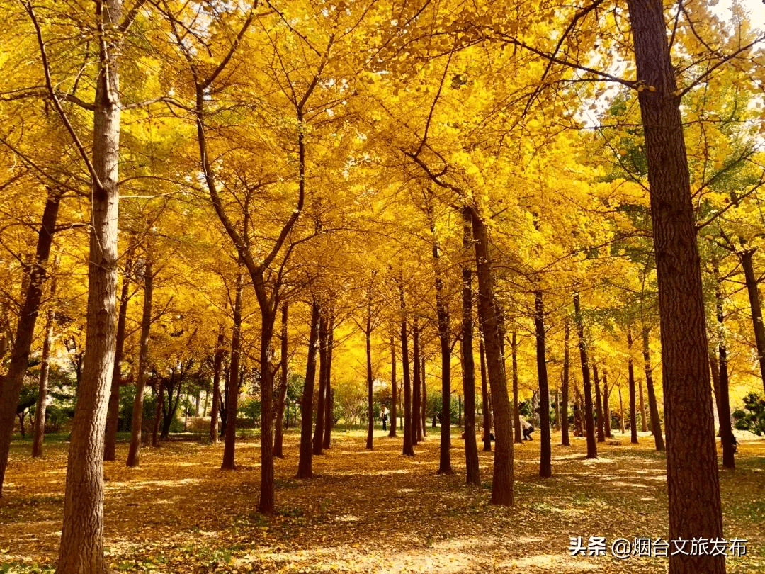 蓝色|镜观烟台 | 太上头！烟台如画秋色美开挂！五彩斑斓让人心醉！