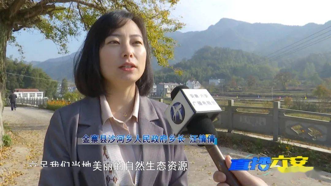 正是赏景最佳时金寨沙河乡150万株银杏等您来打卡