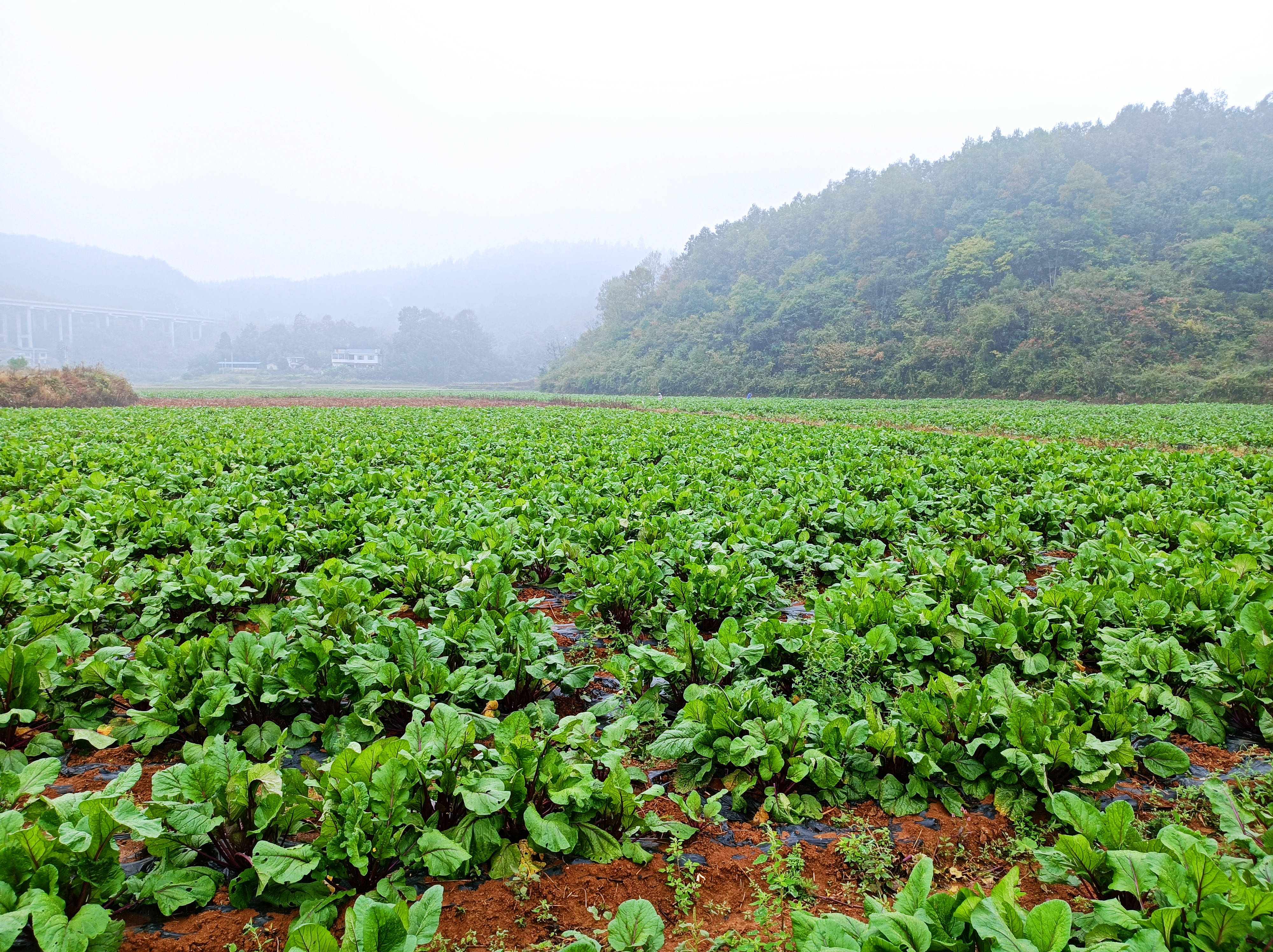 岑巩县天马镇:蔬菜喜上市 菜农笑开颜_种植