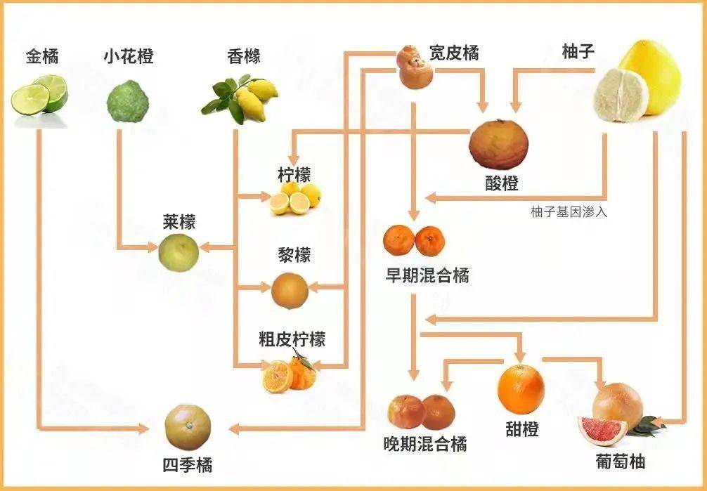 橘子部位名称图图片