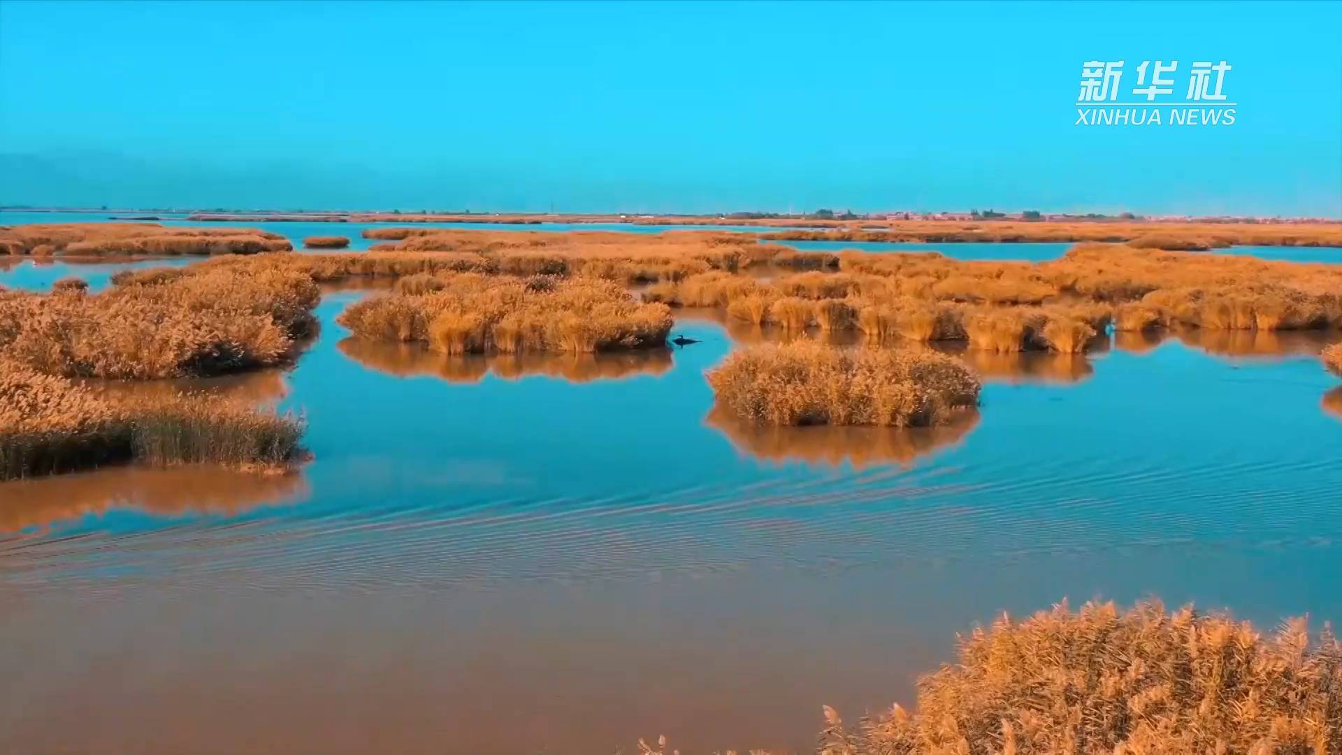 宁夏|宁夏：塞上江南有沙湖 波清水静百鸟翔集