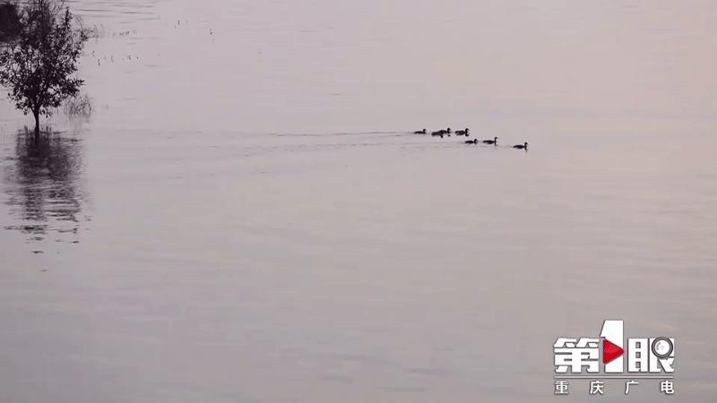 野鸭戏水白鹭飞！快来看忠县生态水域的灵动画卷