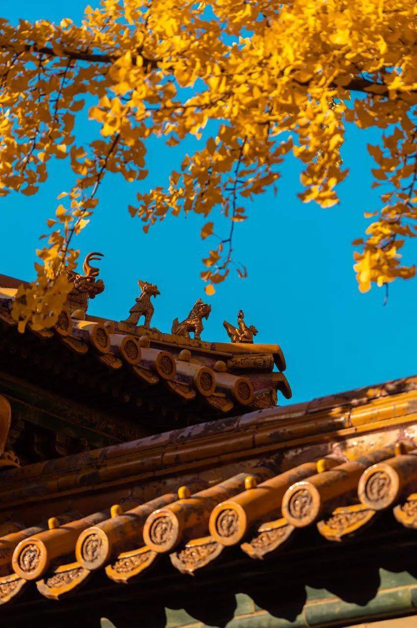 、弘义阁和慈宁宫花园等地附近多株古老的银杏树树叶已是金灿灿的黄色。-end-「如果觉得好看，欢迎点一