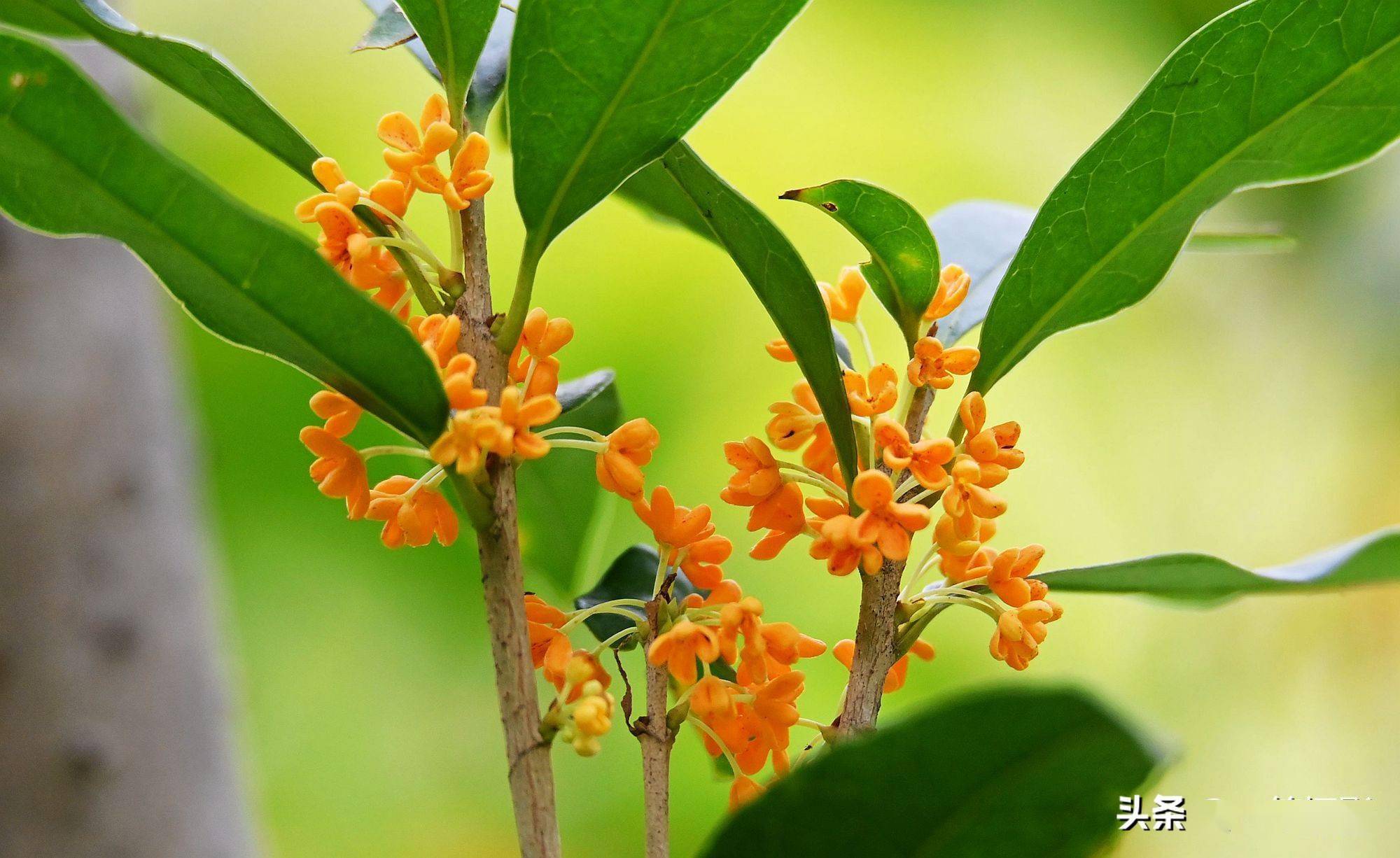 美丽的华南农大丹桂飘香