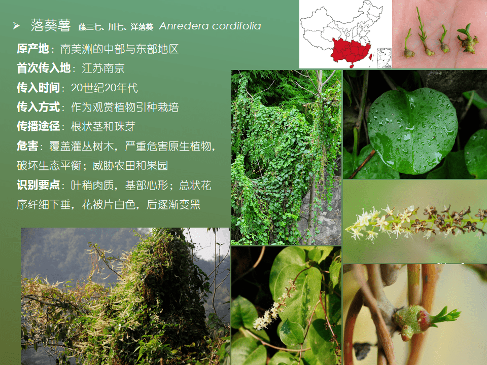 中国外来入侵植物图文详解4批名单汇总