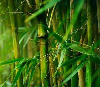 小学课文中的寒号鸟为啥不肯搭窝,终于找到原因了!_竹子