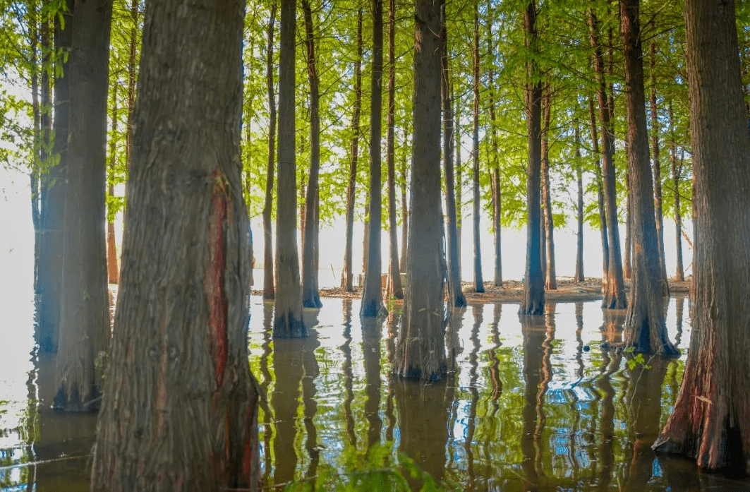 04駱馬湖生態溼地美景如畫