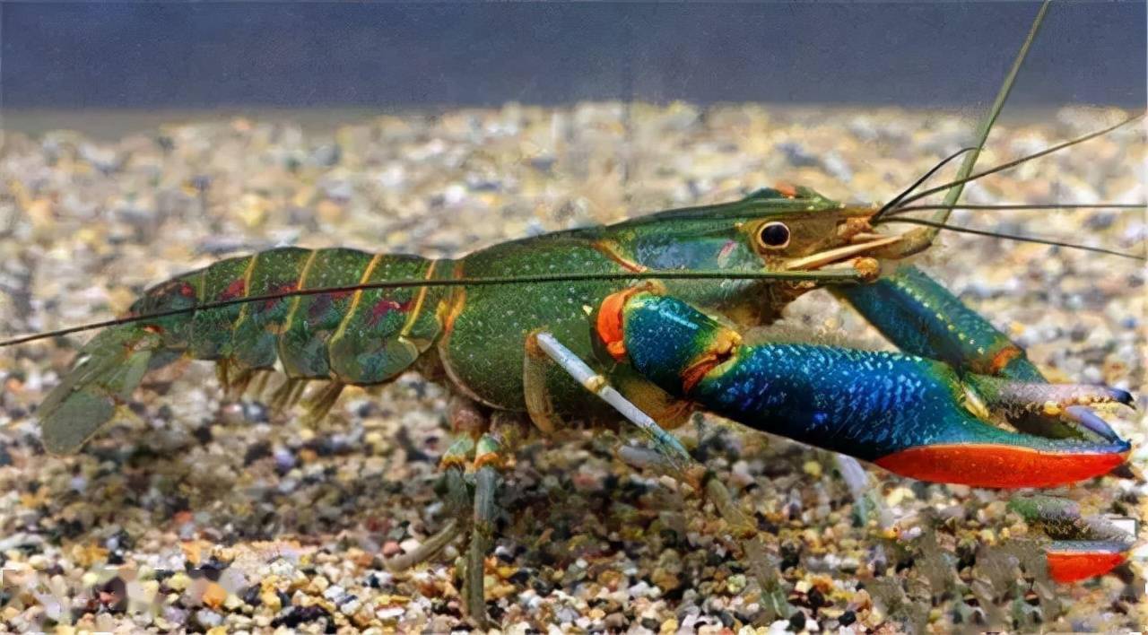 红螯螯虾的肉质鲜美,并且个头大,肉质鲜美,比起小龙虾来说,它的味道要