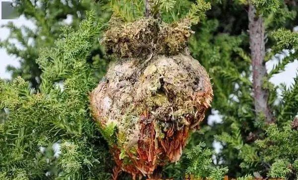 【图文教程】黑松(山松)高压繁殖技术要点_木本植物