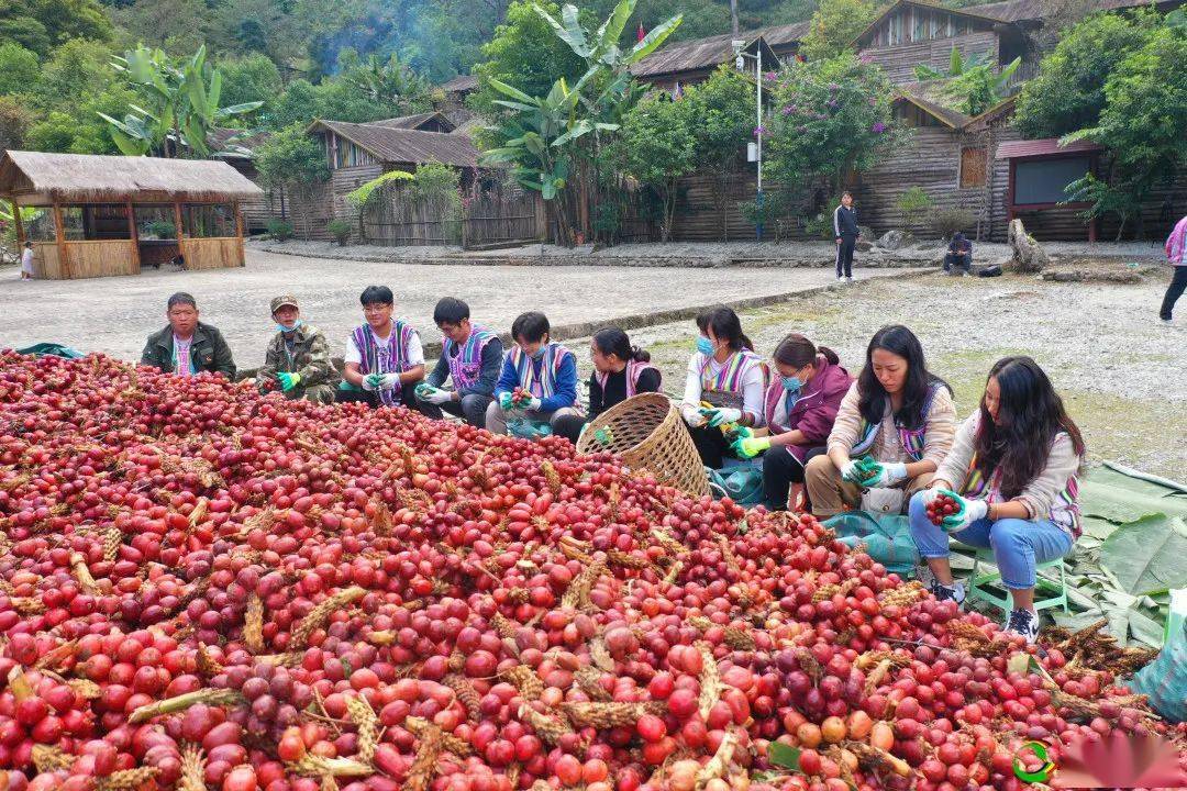 独龙江7万亩草果丰收了最高一户收入12万