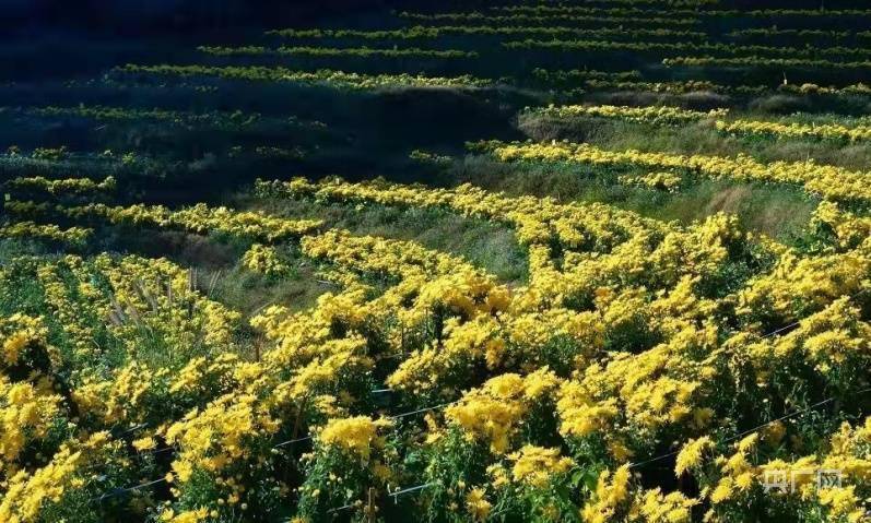 金丝皇|福建长汀汤屋村：金丝皇菊成为致富“黄金花”