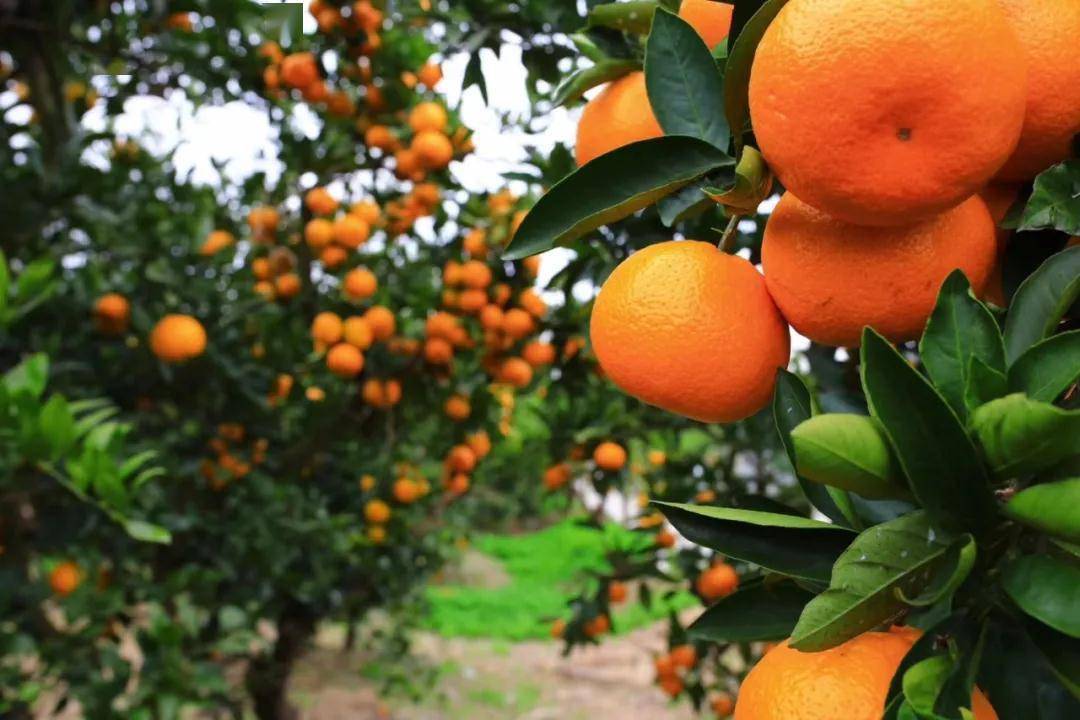 崇明三岛柑橘红透，将在上海市区13所公园开卖每斤2.2元