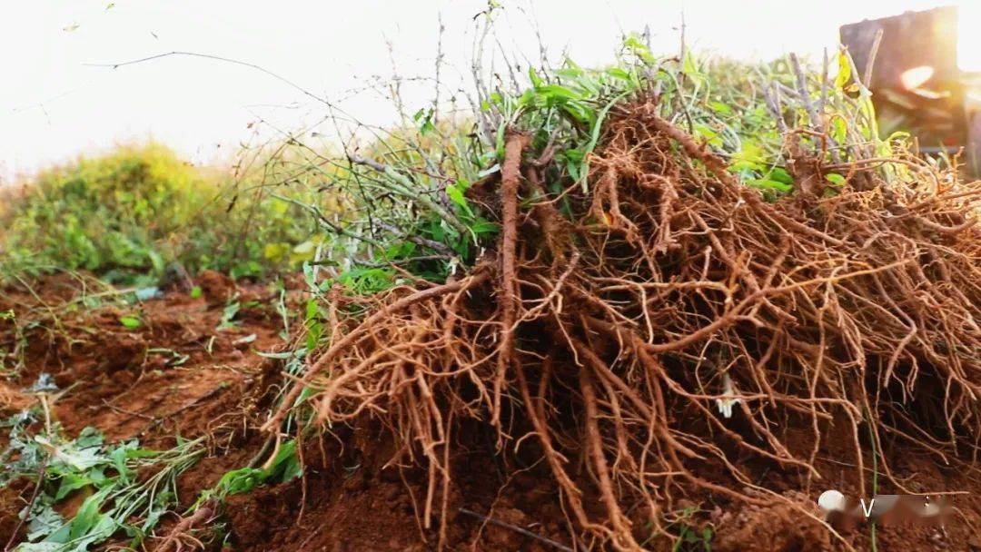 渑池县小柴胡开出富民良方