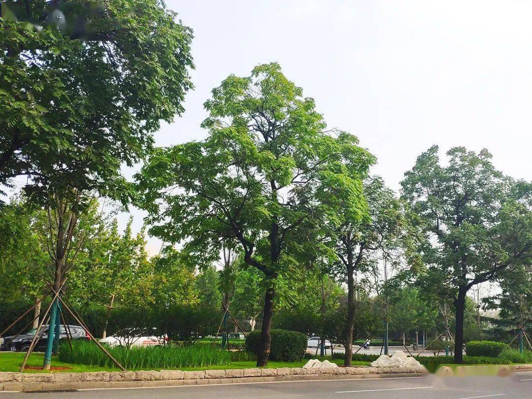 创森成果 | 鲁谷大街林荫景观大道:承载石景山人文精神,景观风貌