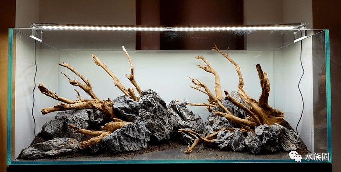 一个简单清爽的青龙石杜鹃根草缸