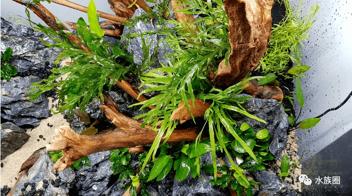 一个简单清爽的青龙石杜鹃根草缸!_造景