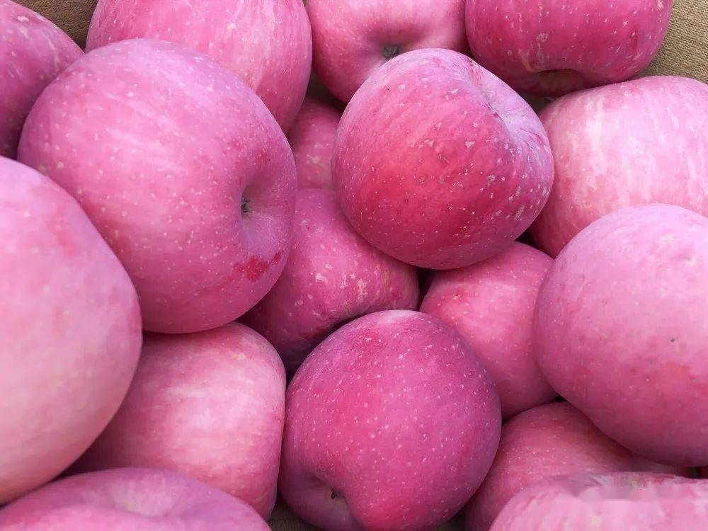 明日剧透67富县苹果红了农户日子甜了