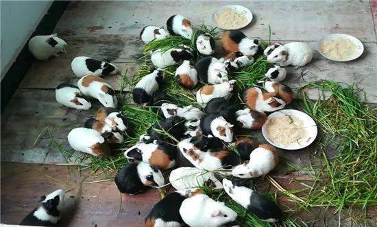 养殖成本5块钱一年可产12窝一只能卖50元外行人赚疯了