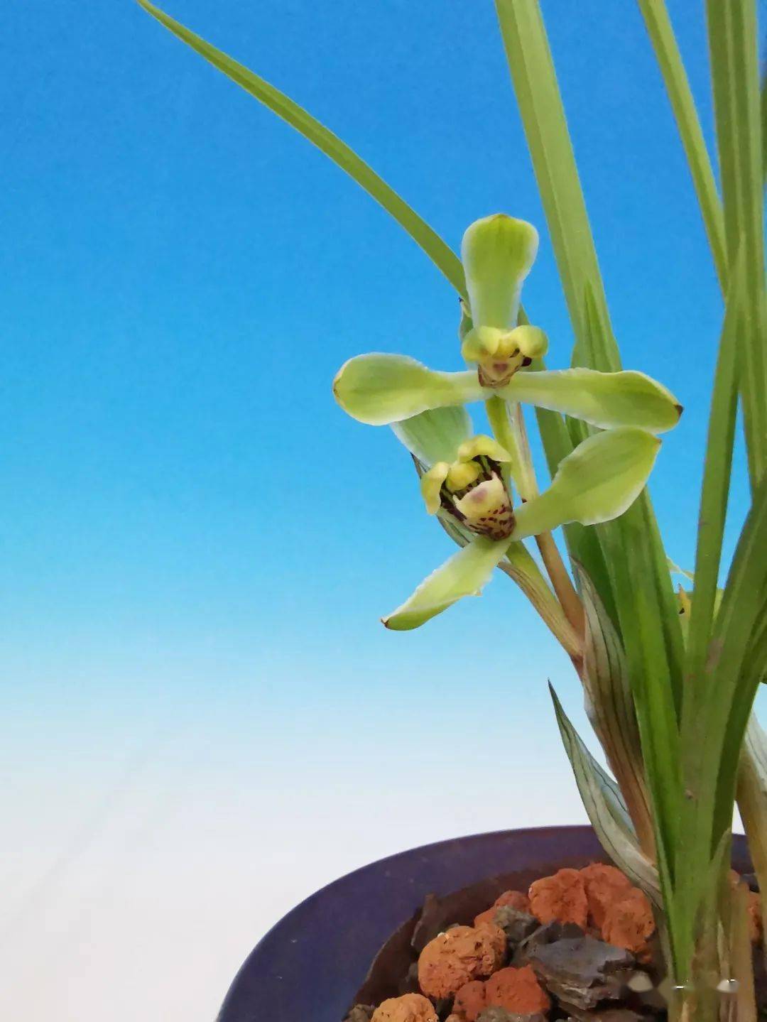 花开欣赏0351不易开好的春兰老代梅