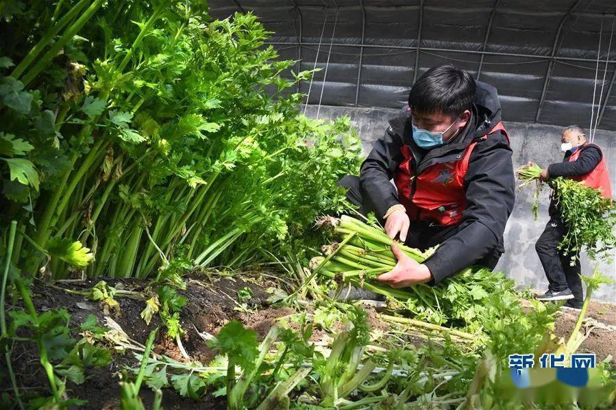 菜籃子糧食目前庫存充足嗎農業農村部回應了