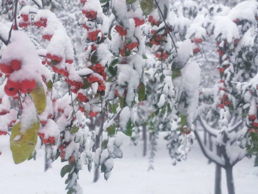 千里一色山东高校的初雪遇上立冬浪漫绝绝子