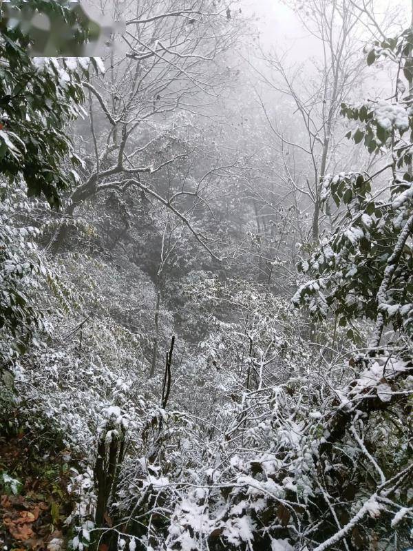 曾家山|今日立冬，四川这些地方下雪了 ！