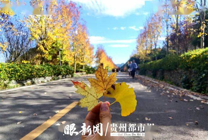 兴义贵州醇景区：枫树红满天 赏叶正当时