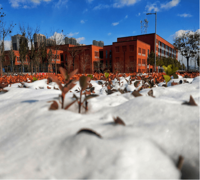 立冬的校园景色图片