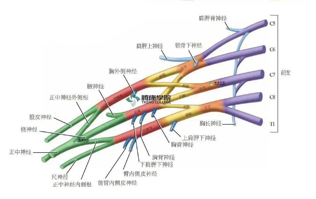 手或拇指发麻的原因