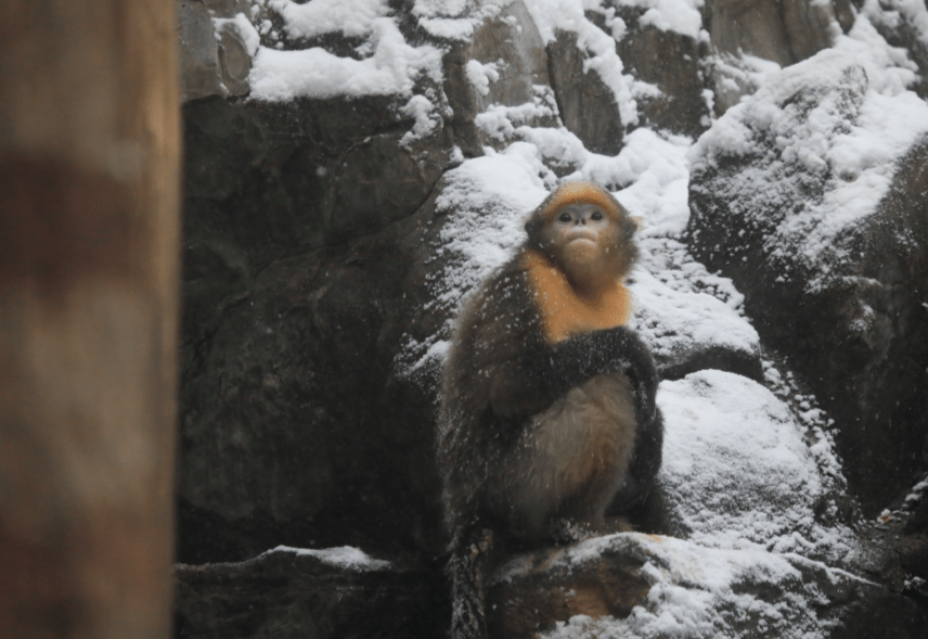 饮食|初雪光临北京动物园，它们也出门赏雪了……