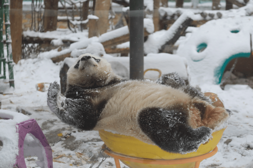 饮食|初雪光临北京动物园，它们也出门赏雪了……