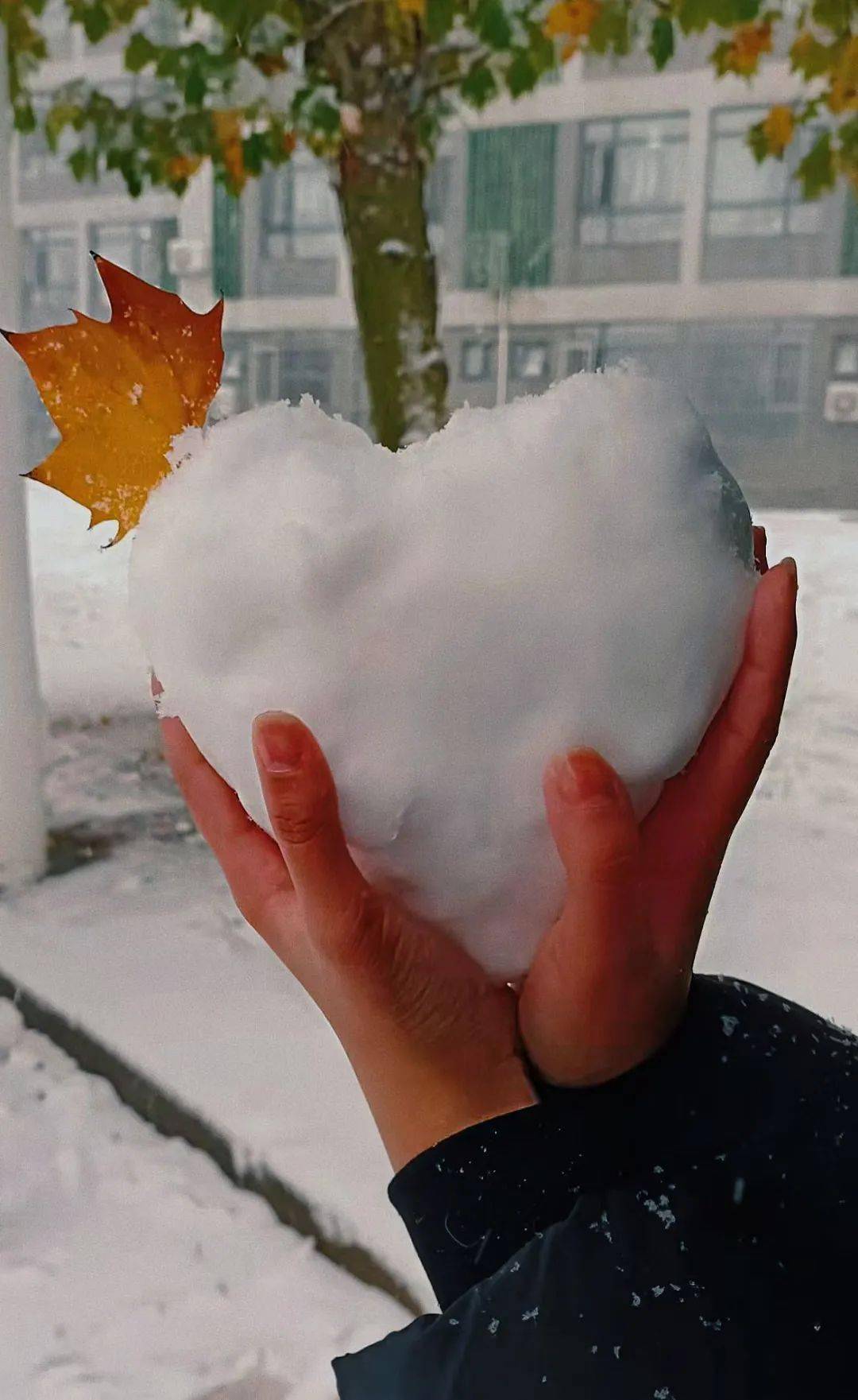 唯美手接雪花飘落图片图片