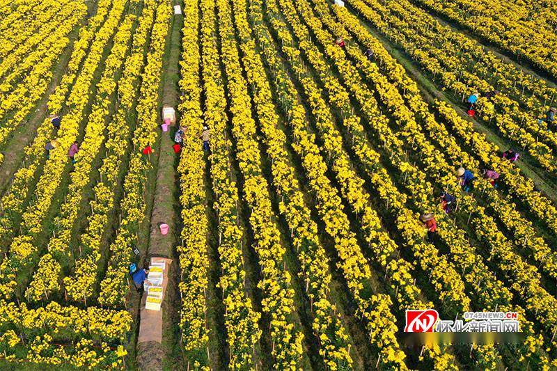 11月6日,通道侗族自治县坪坦乡岭南村菊花种植基地,村民穿梭在盛开的