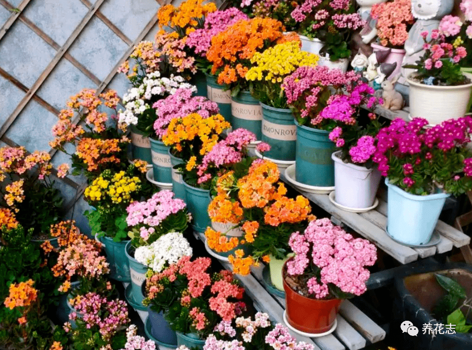 养长寿花送亲友赠长辈 按这5点要求 养得花叶爆盆才能拿出手 盆栽