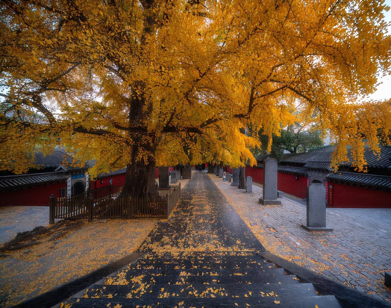 颐浩禅寺银杏树图片