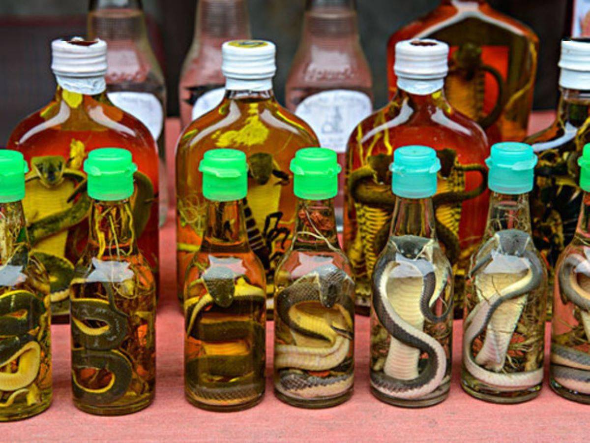 眼镜蛇被泡酒里一年村民开瓶被咬身亡为何蛇的生命力如此顽强