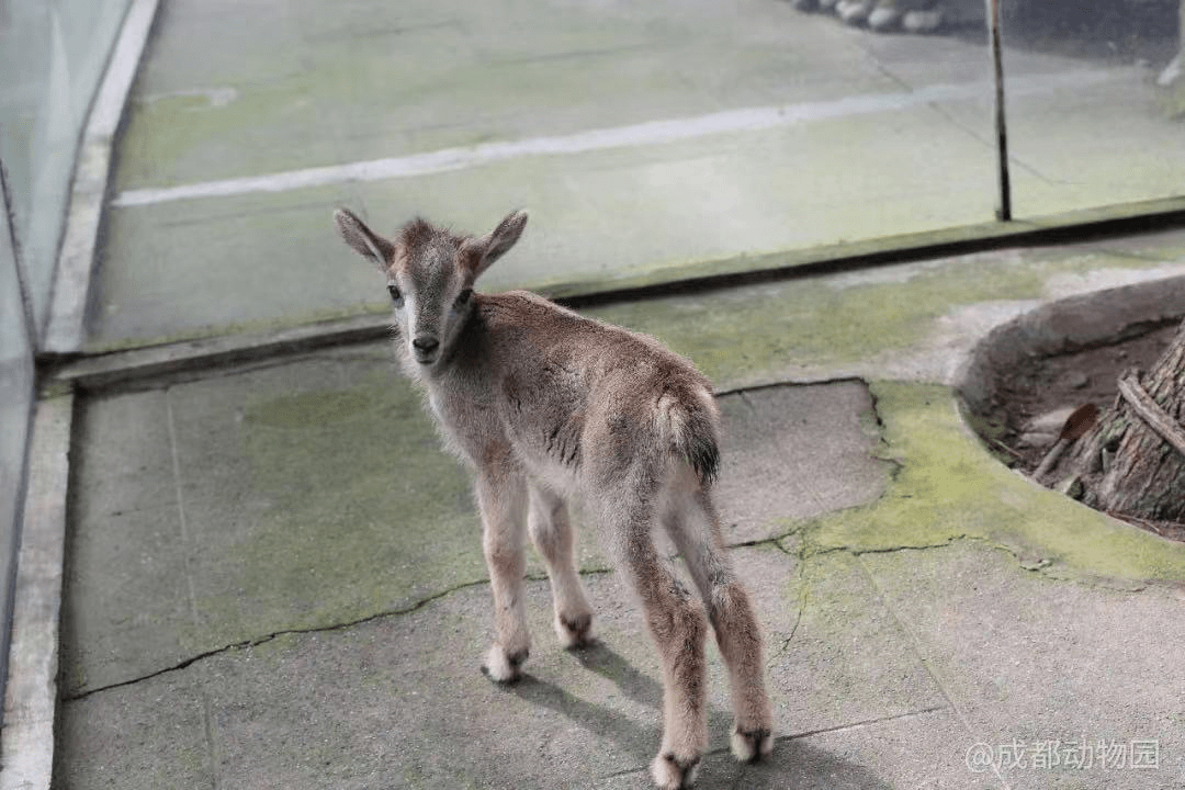 在线围观人工育幼小岩羊的回家之旅