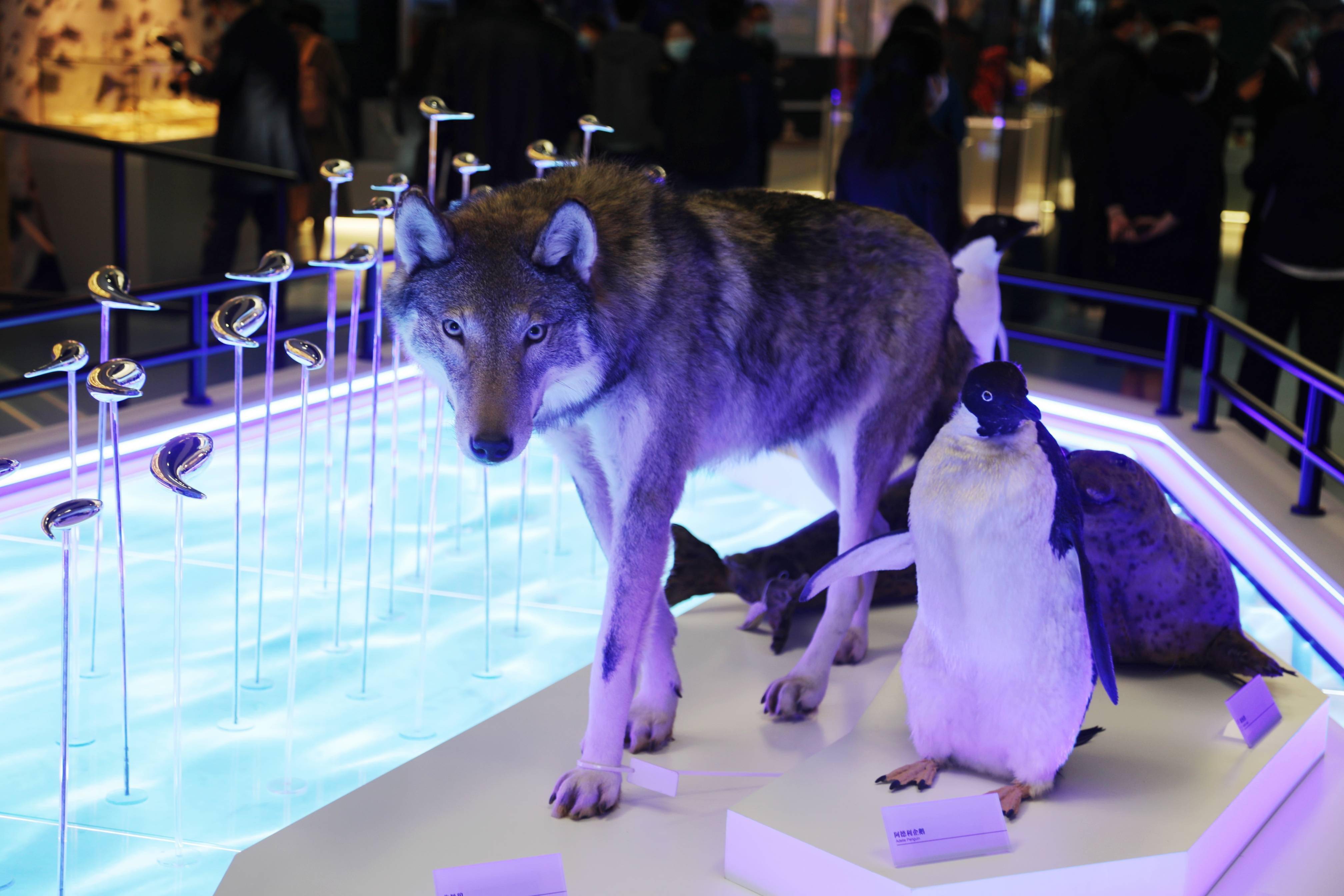 标本|北极狼、玳瑁等珍贵标本约百种！中国航海博物馆海洋展区开幕