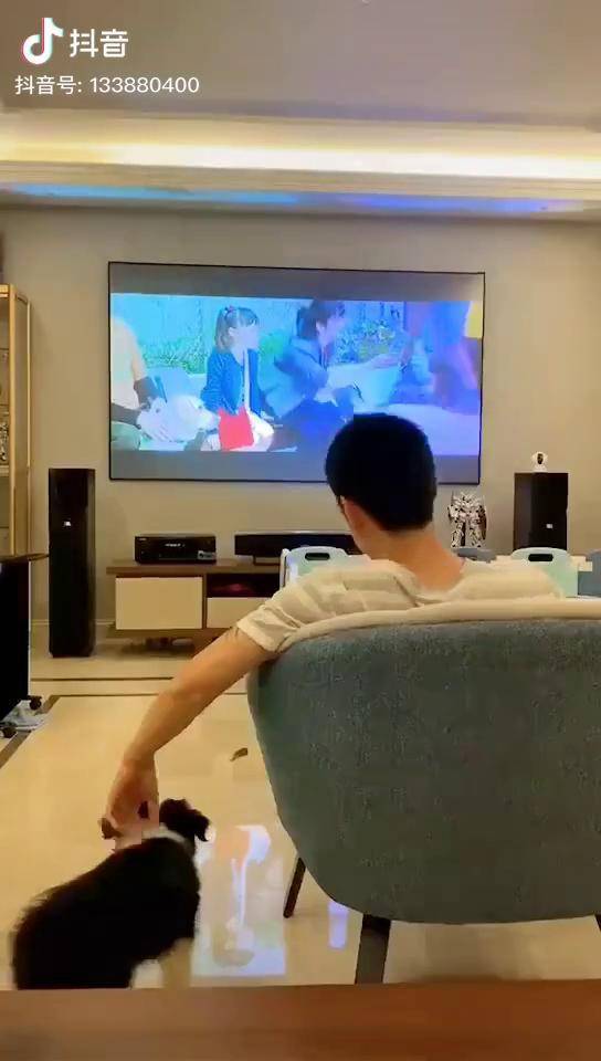 和主人一起看电视的背影有点温馨边境牧羊犬