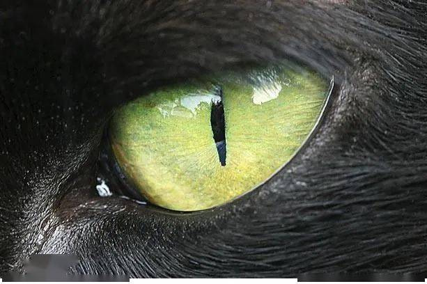 【每日一问】动物为什么没有眼白?