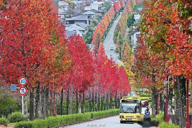 京都府警夫妇为通缉犯"戴口罩" & 西京桂坂的北美枫香树大道