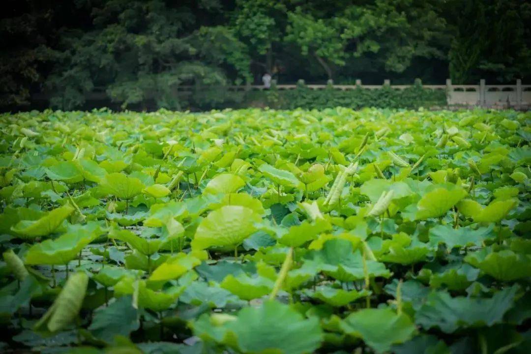 心語普陀直飛舟山祈福普陀山網紅導遊團隊帶你遊普陀山