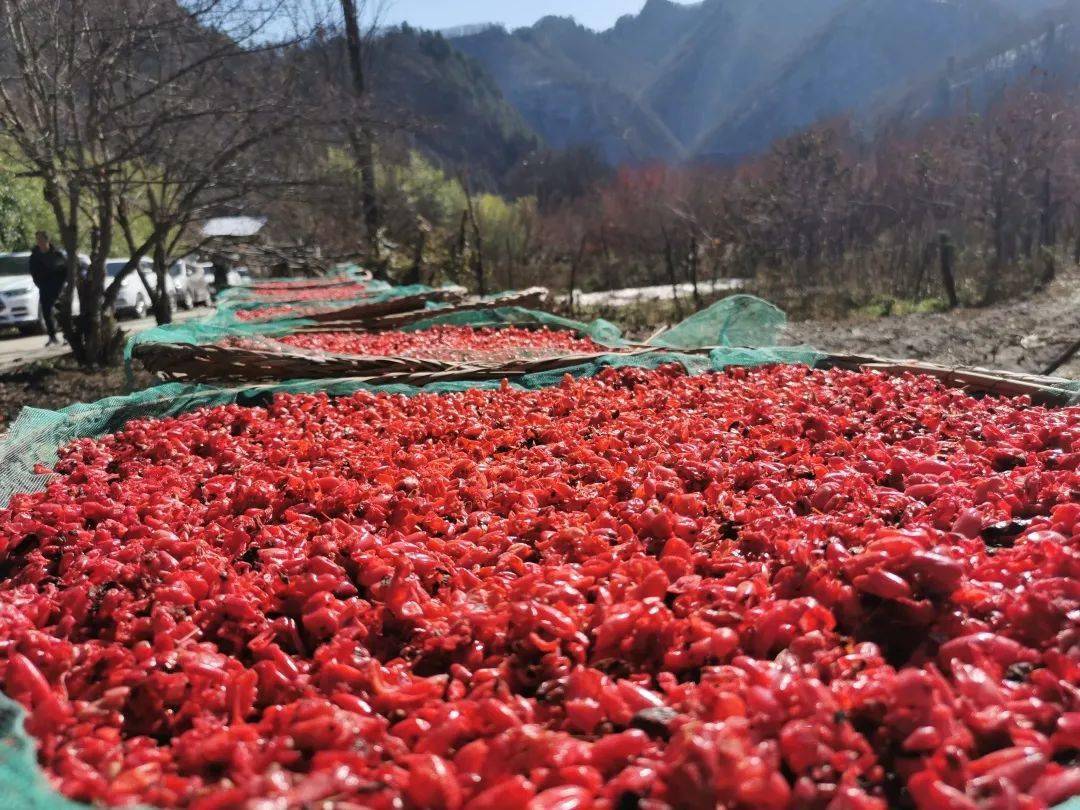 学党史 悟思想 办实事 开新局|收获希望 直播助农 厚畛子镇政府"为