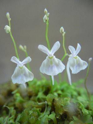 藏匿在植物界的「小兔子」_狸藻