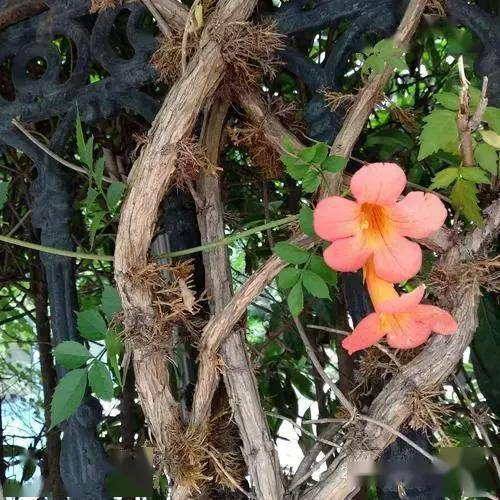 16九龙下海惊碧霄,气生根须利五爪,搜风接骨好医道.