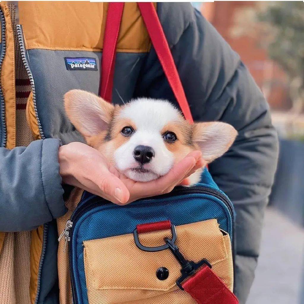 方在偶遇一只超有礼貌的狗狗...百万网友心动:这就是一见钟情吧!